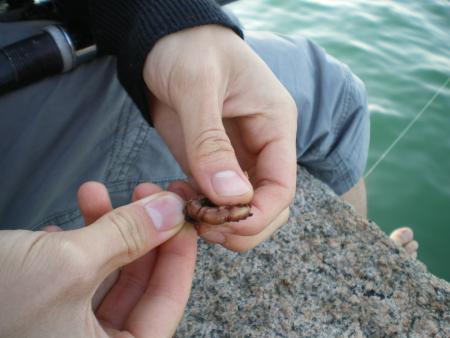une petite faim? (vinvin le pro du ver sur l'ame�on)